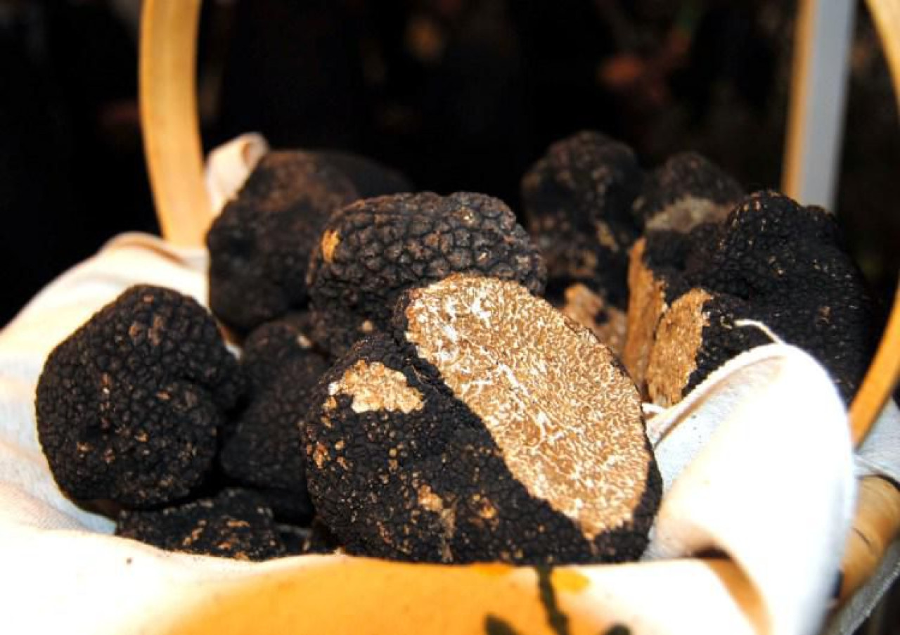 Trufas negras. Foto: X