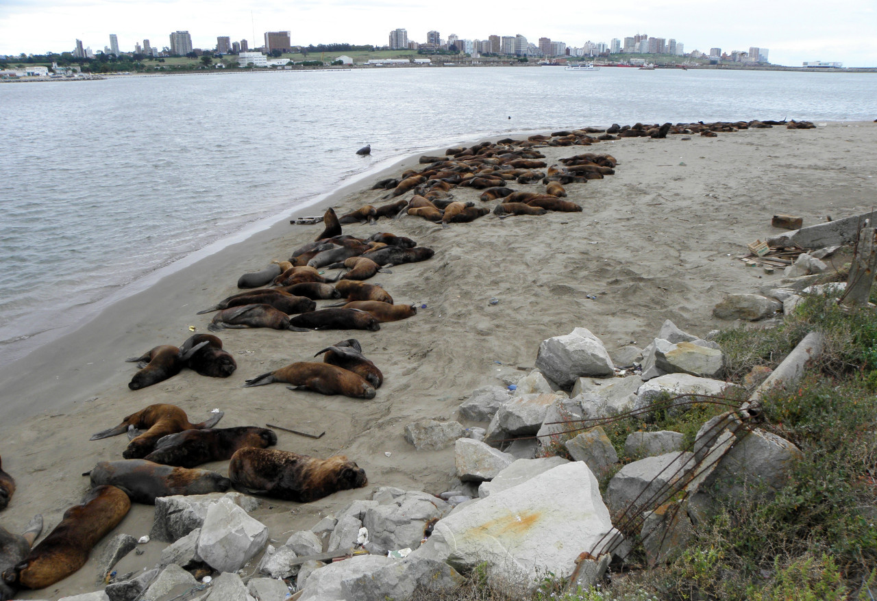 Reserva de lobos marinos. Foto: Wikipedia