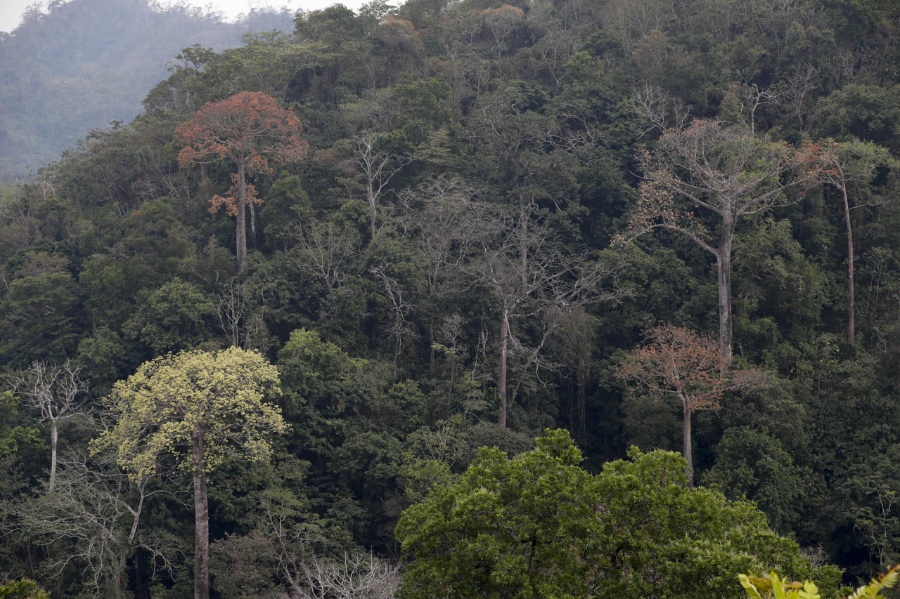 Bosques. Foto: EFE.