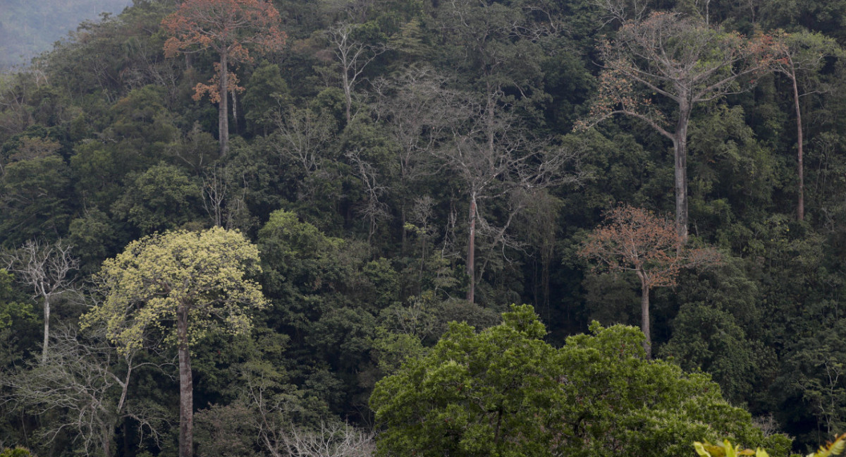 Bosques. Foto: EFE.