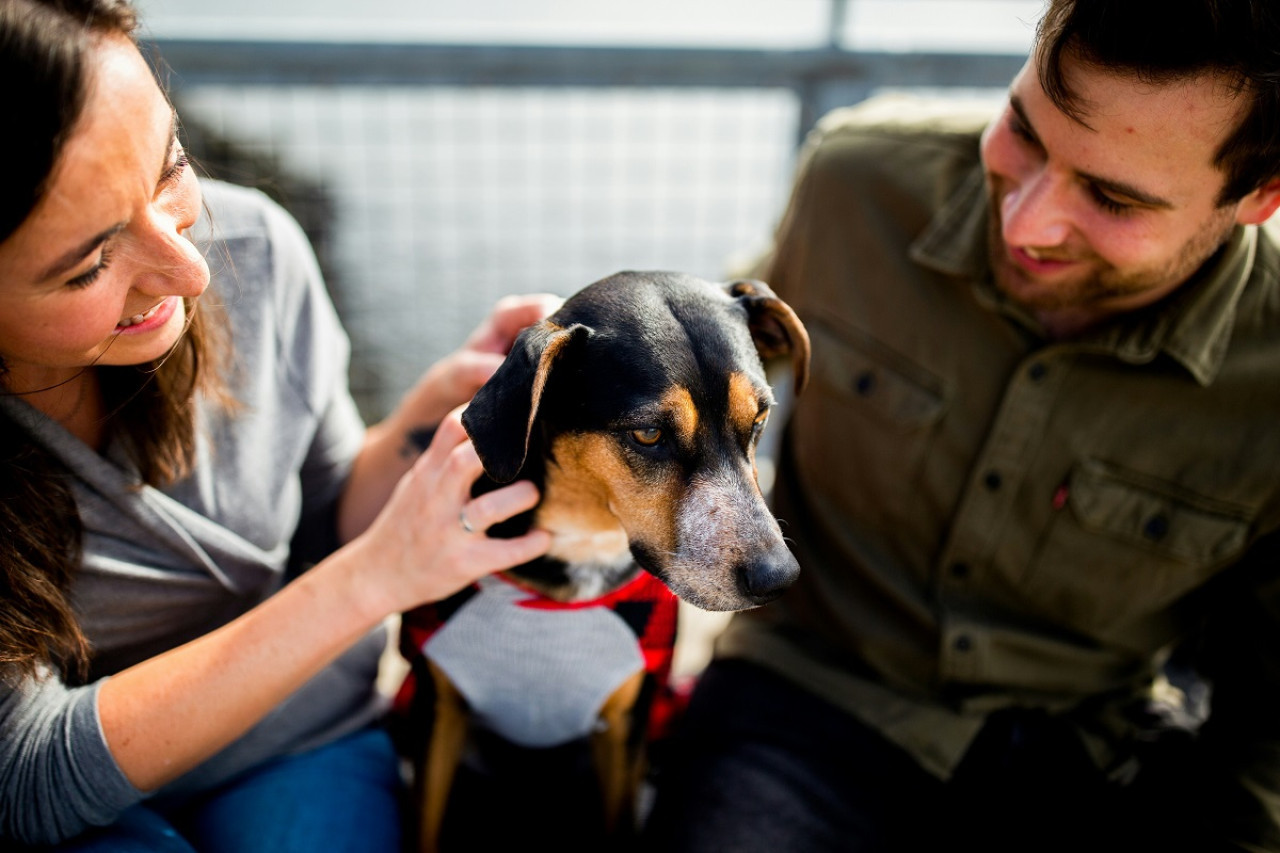 Perros; mascotas; humanos. Foto: Unsplash.