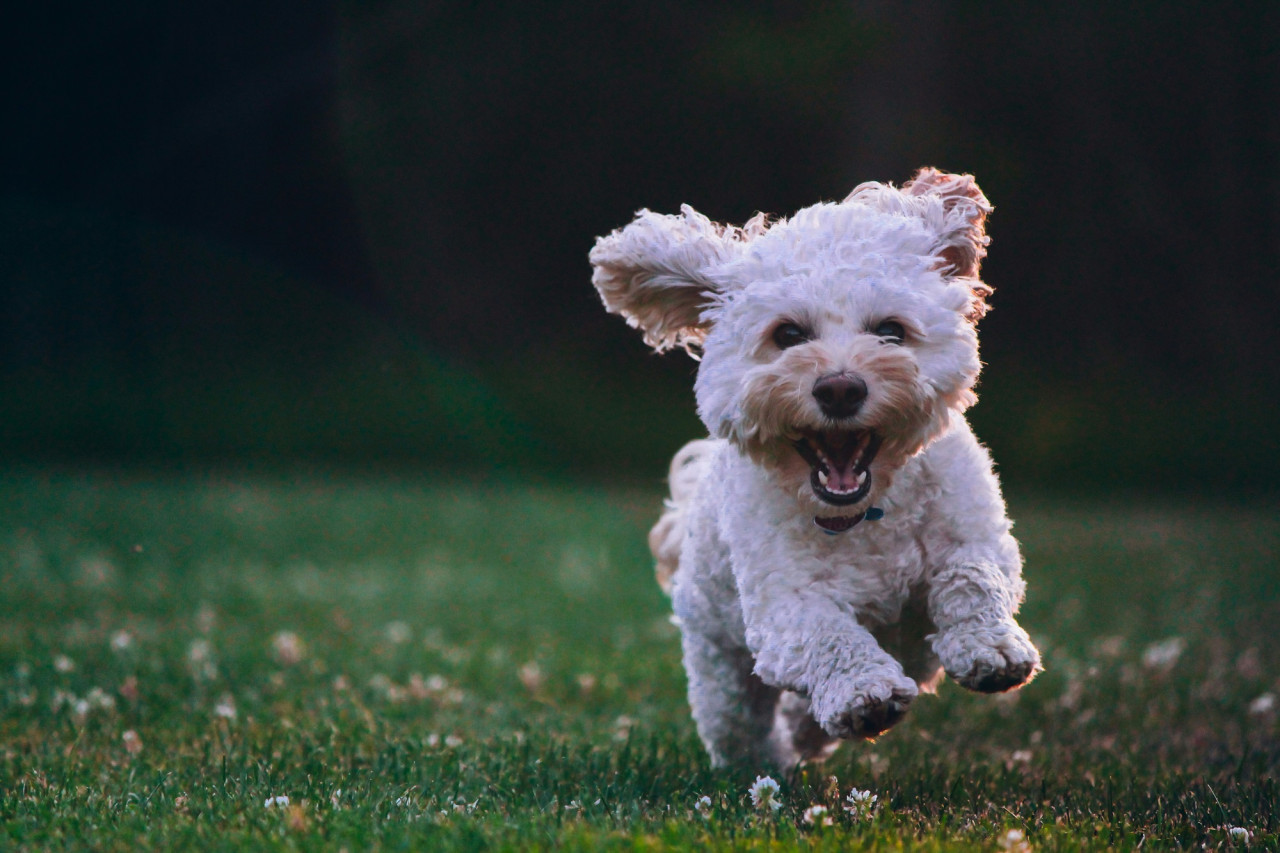 Perro. Foto Unsplash.