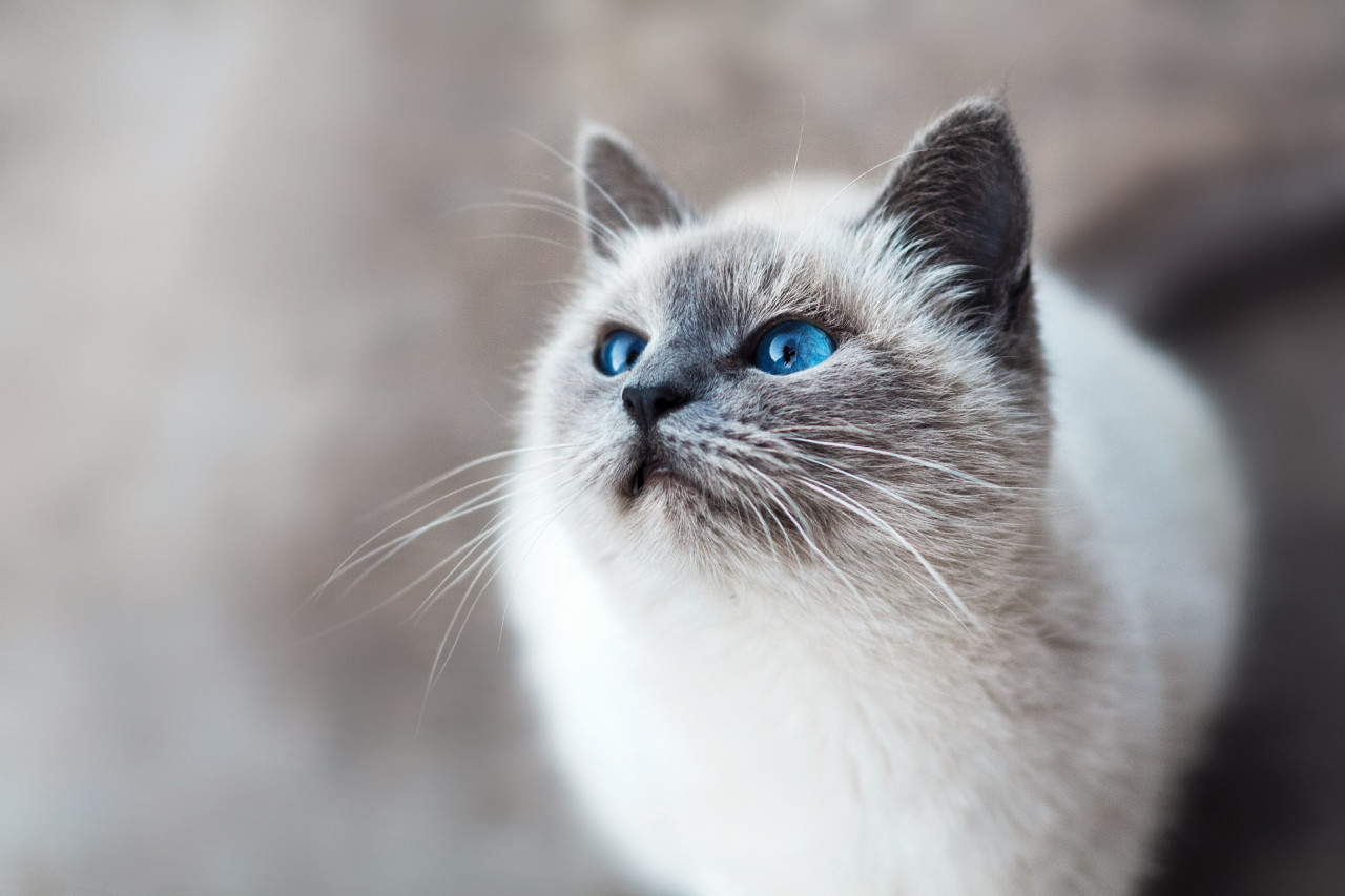 Gato. Foto Unsplash.