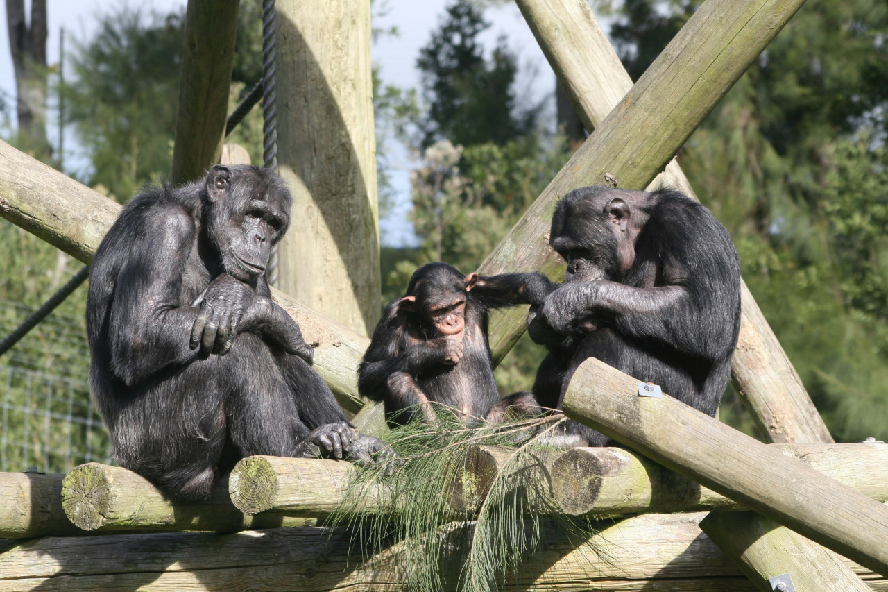 Chimpanchés, monos, animales. Foto: Unsplash