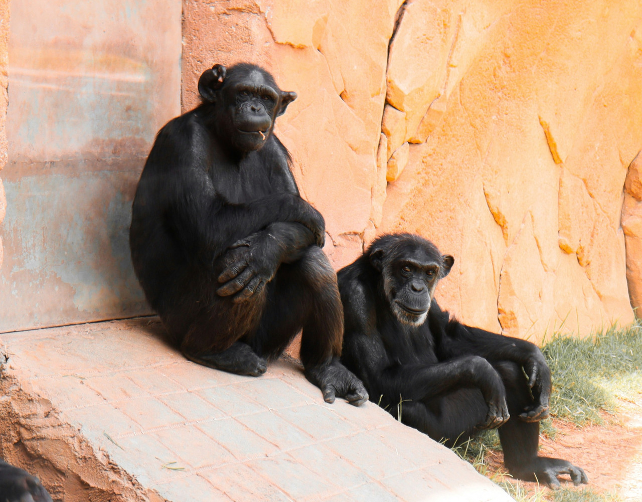 Chimpanchés, monos, animales. Foto: Unsplash