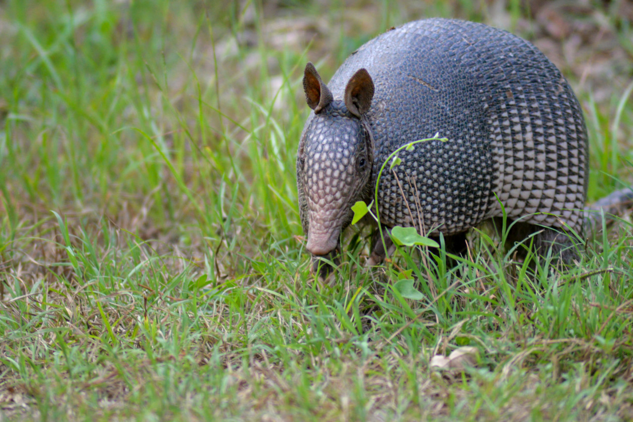 Armadillo. Foto: Unsplash