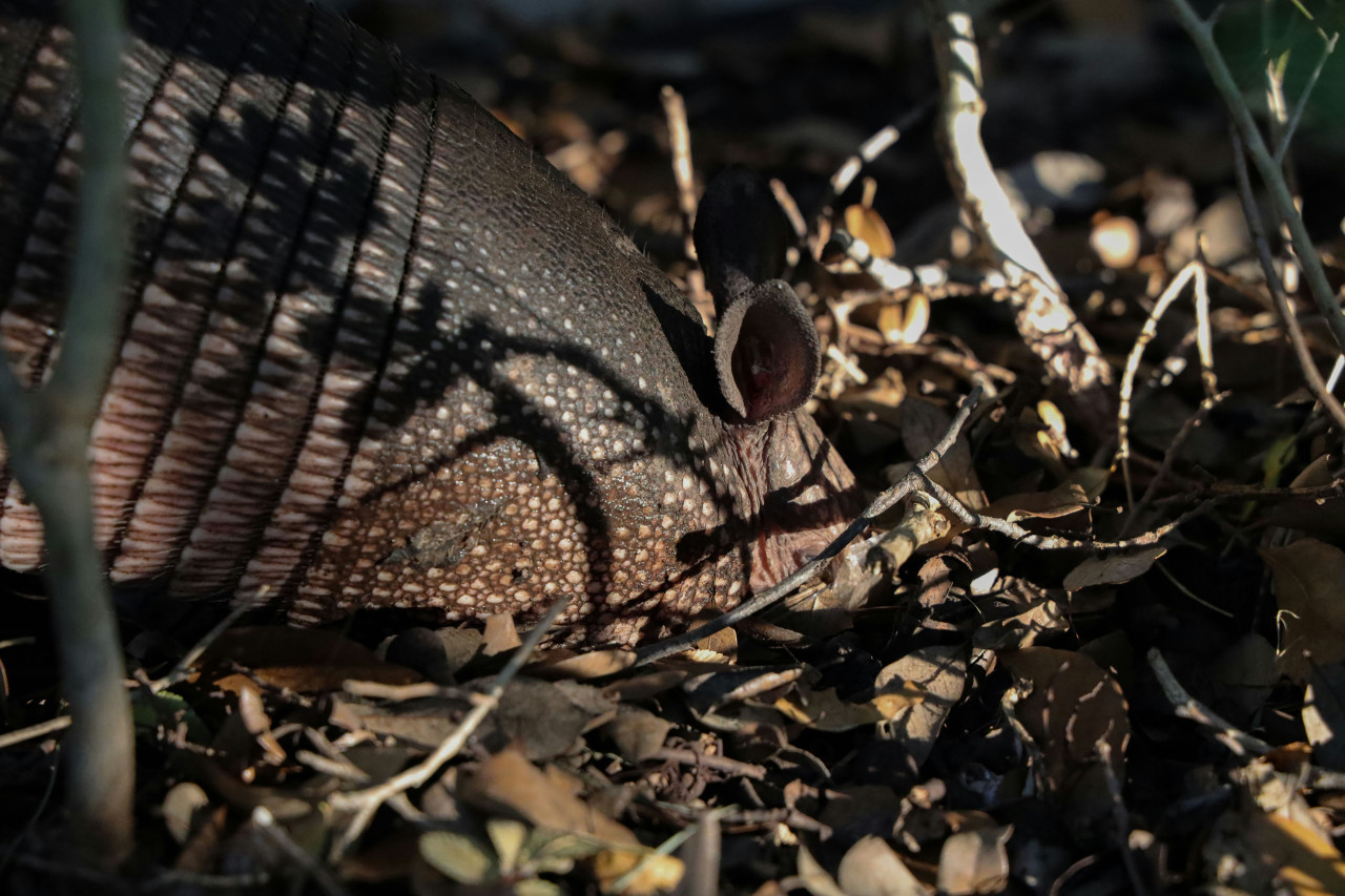 Armadillo. Foto: Unsplash