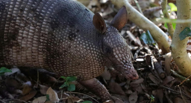 Armadillo. Foto: Unsplash