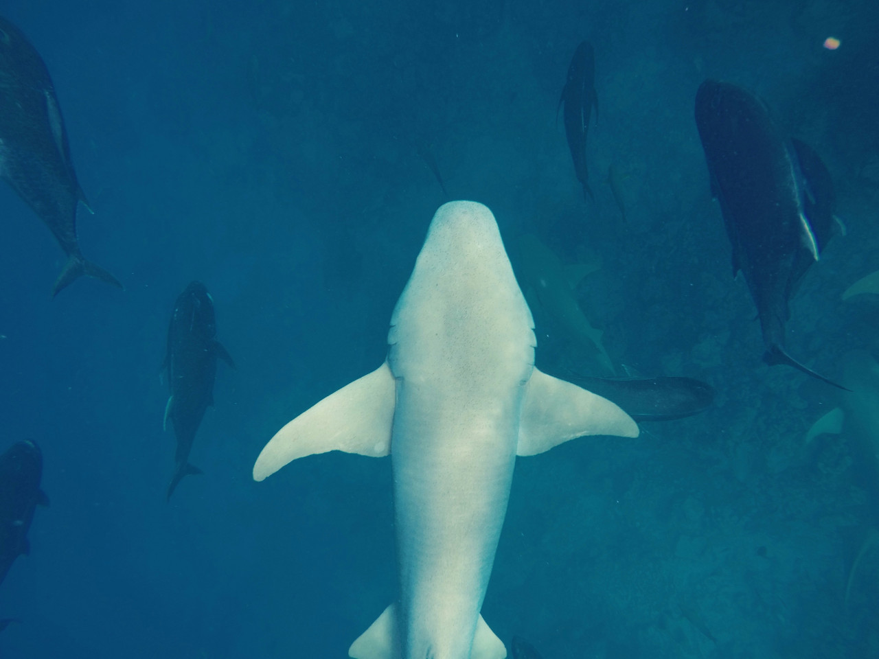 Tiburones. Foto: Unsplash