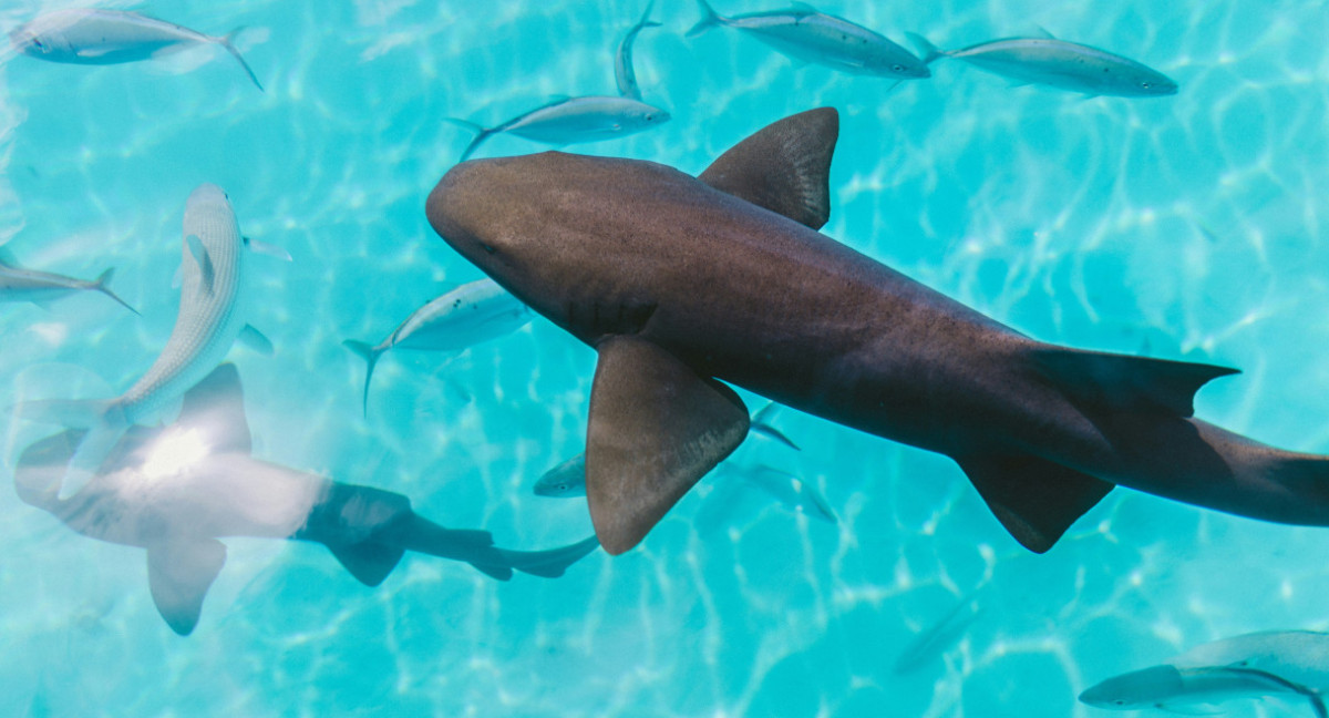 Tiburones. Foto: Unsplash