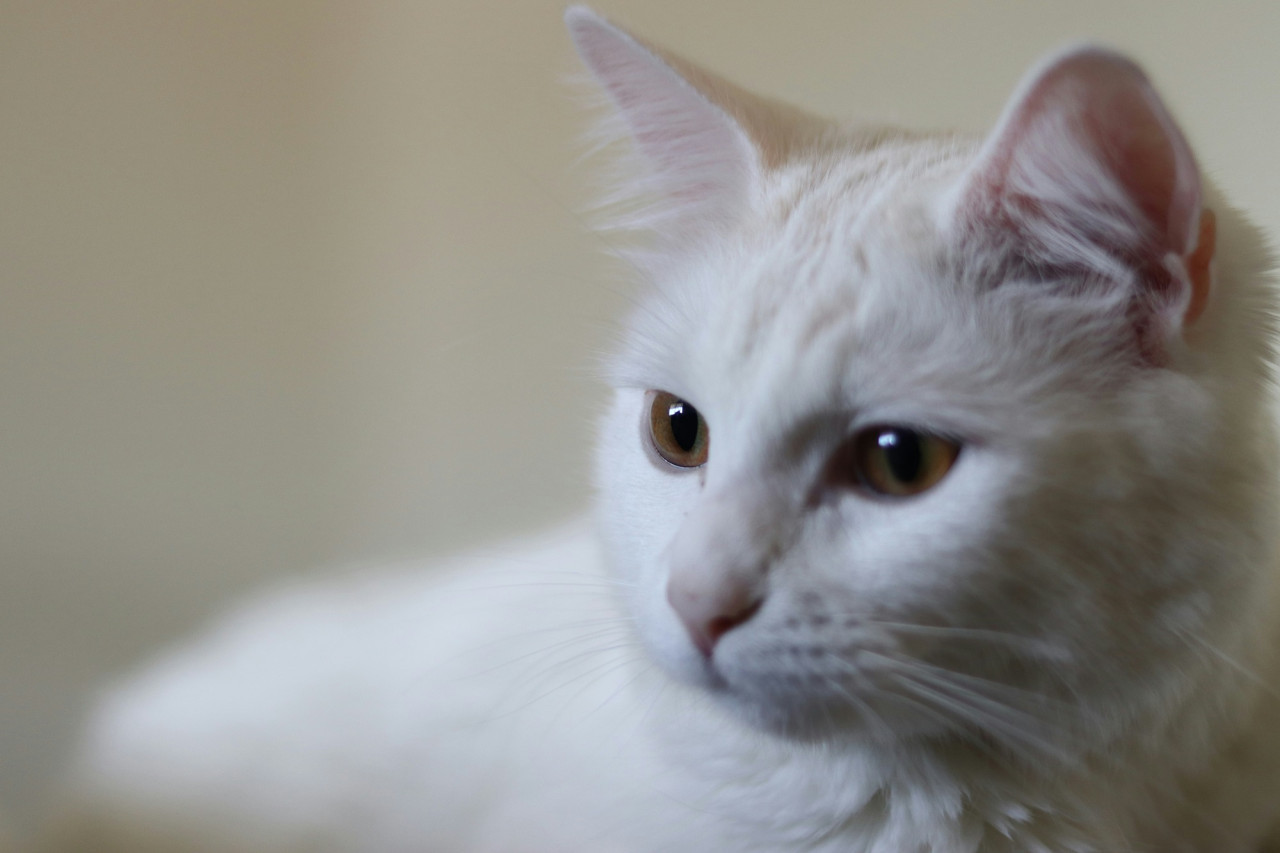 Gatos blancos. Foto Unsplash.