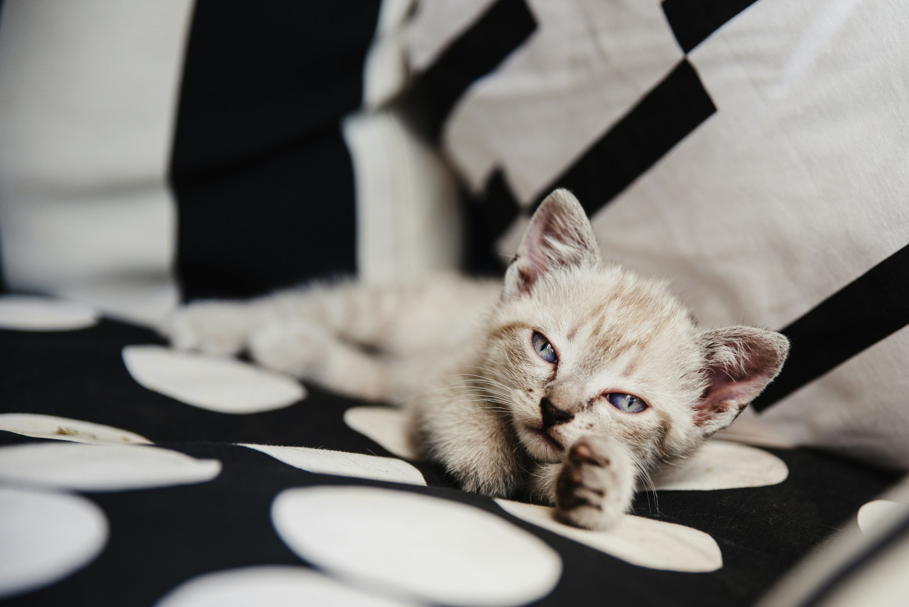 Gatos blancos. Foto Unsplash.