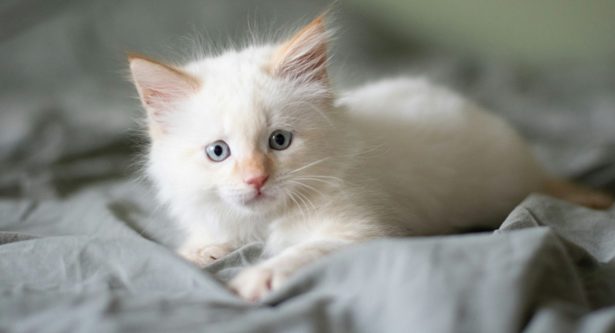 Gatos blancos. Foto Unsplash.