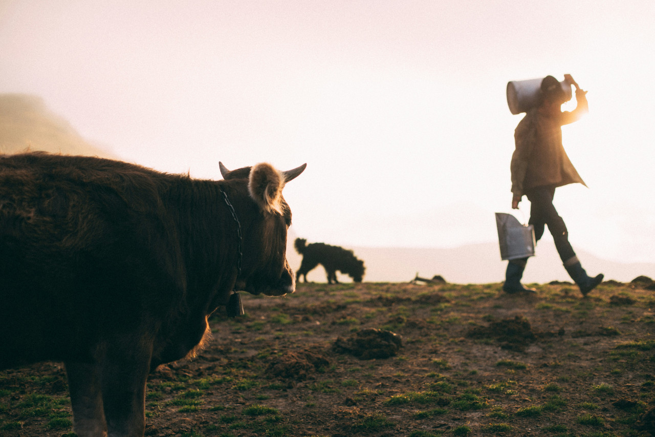 Vacas. Foto: Unsplash