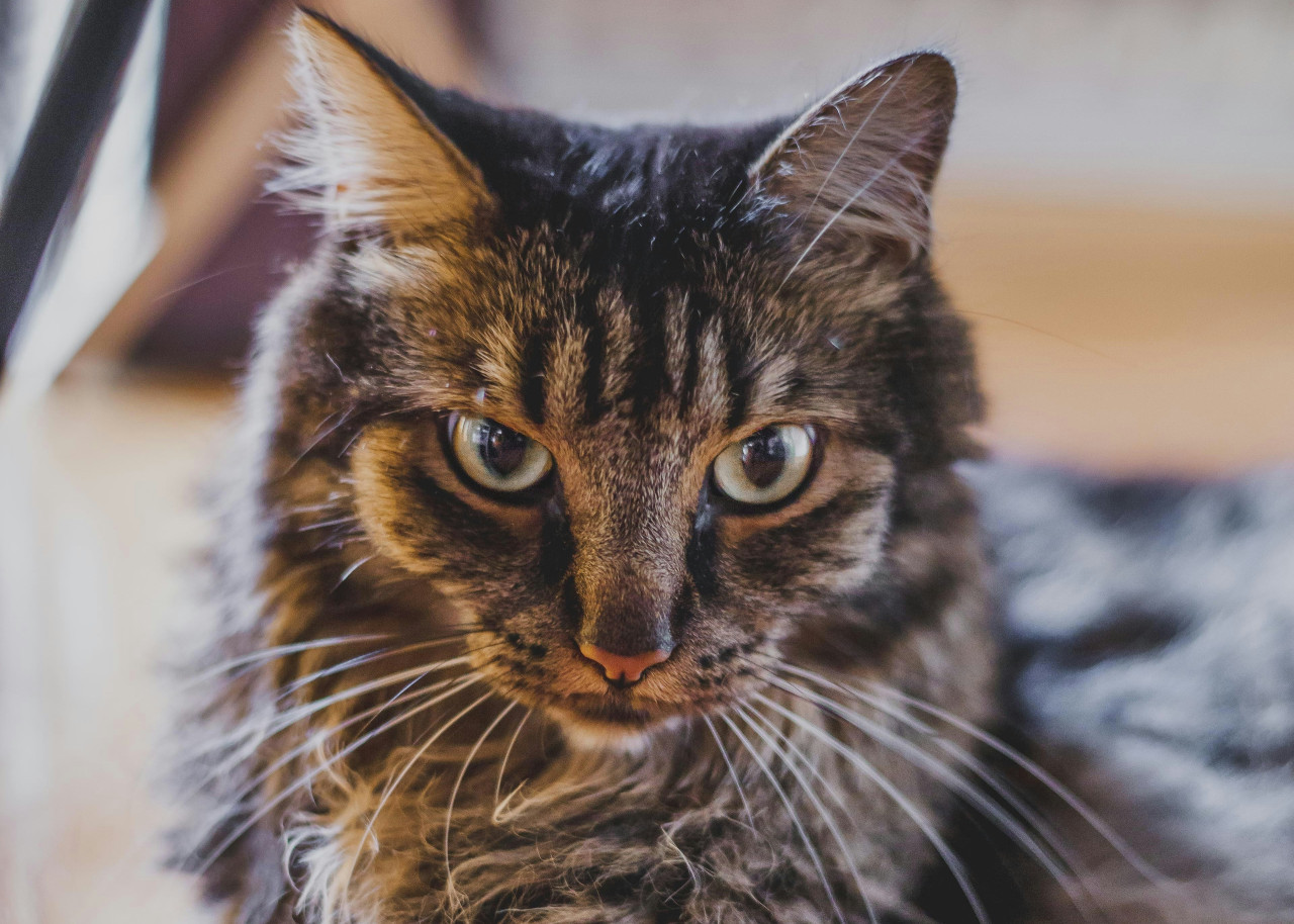 Gato; felino; mascota. Foto: Unsplash.