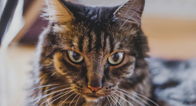 Gato; felino; mascota. Foto: Unsplash.