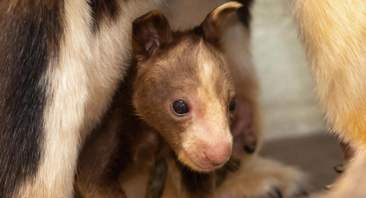 El Zoológico de Miami da la bienvenida a un canguro arborícola, en peligro de extinción. Foto: EFE.