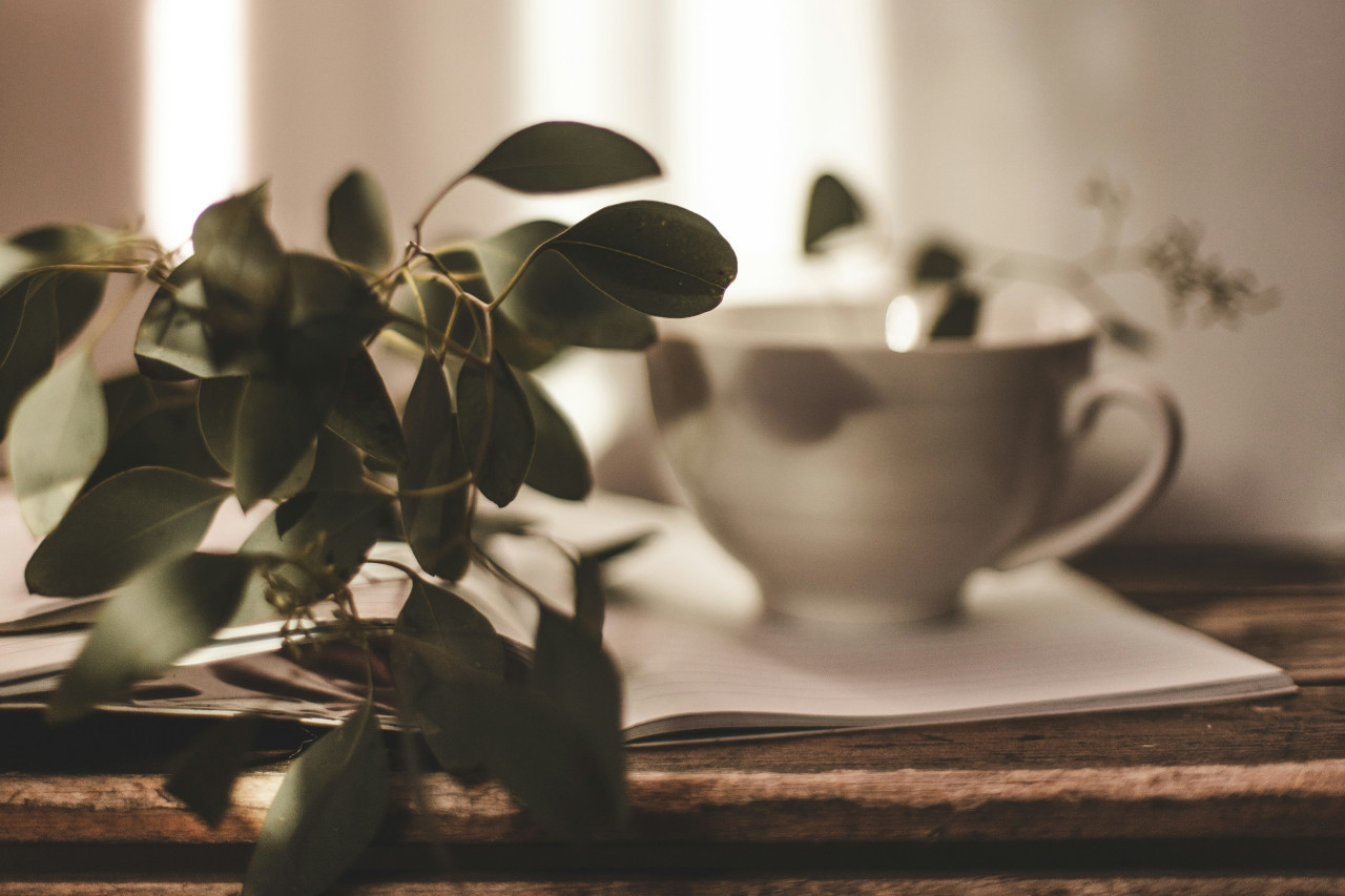 Té de eucalipto. Foto: Unsplash.