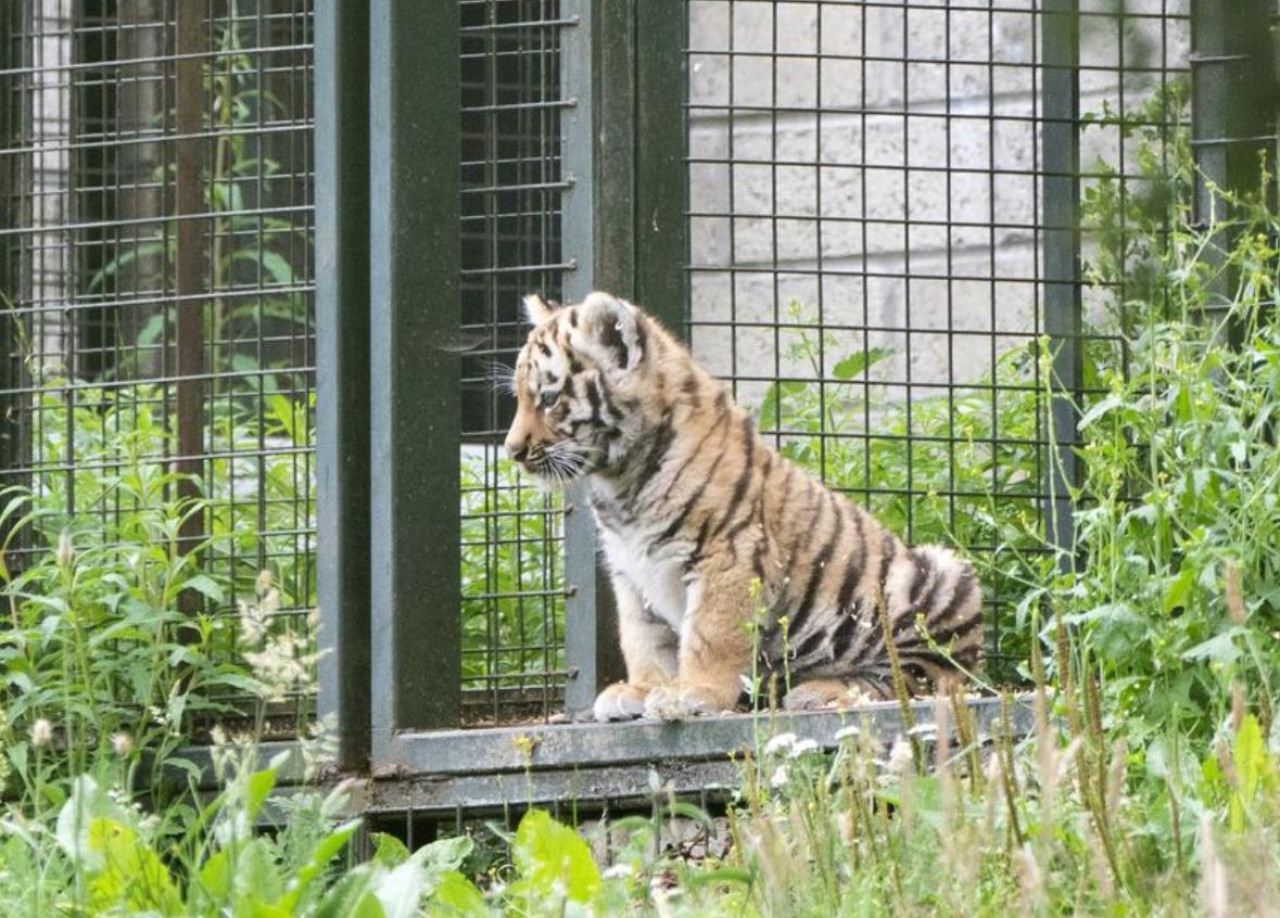 Leopardo Amur. Foto: X