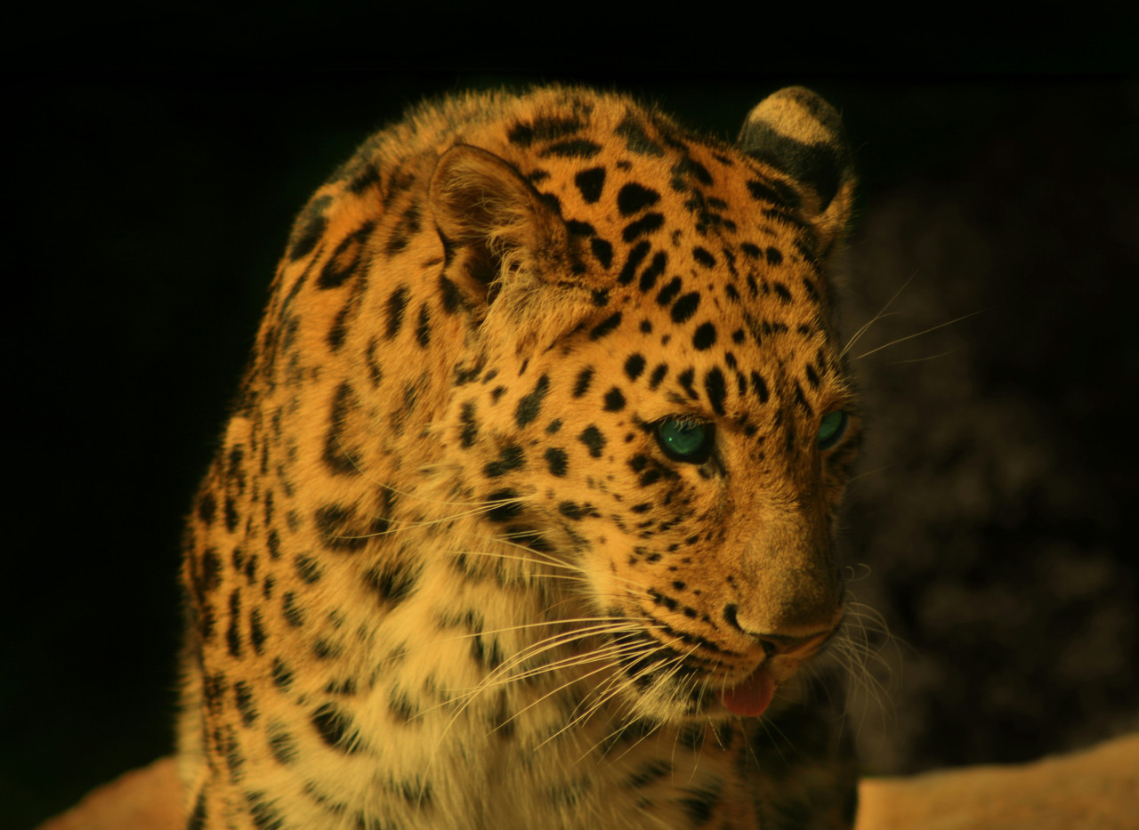 Leopardo Amur. Foto: Unsplash