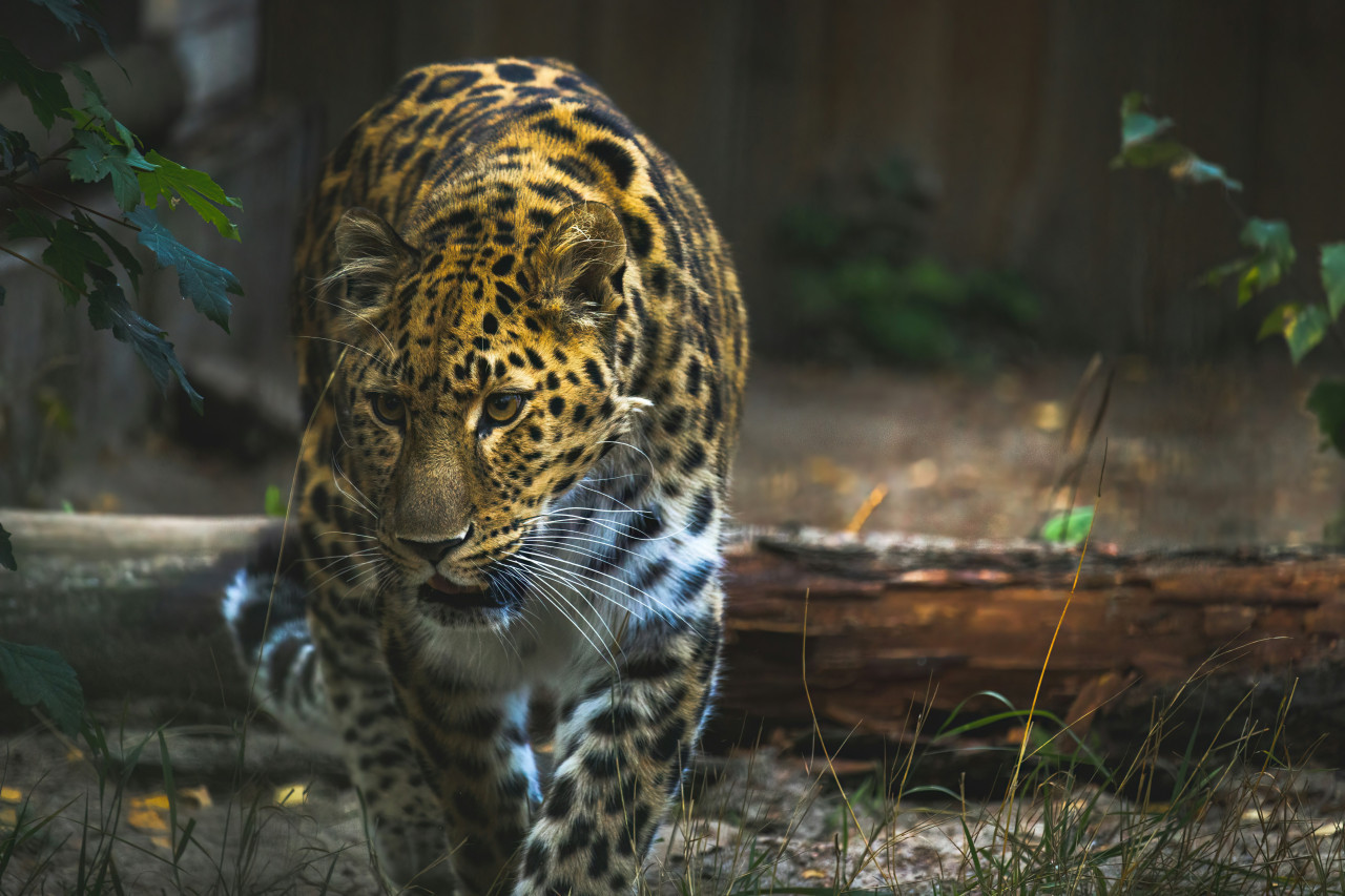 Leopardo Amur. Foto: Unsplash