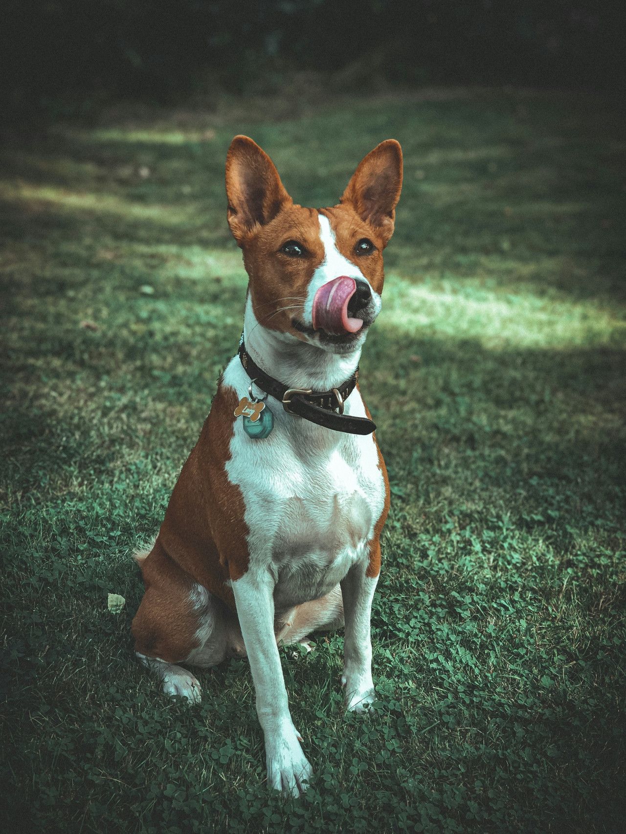 Perro. Foto Unsplash.