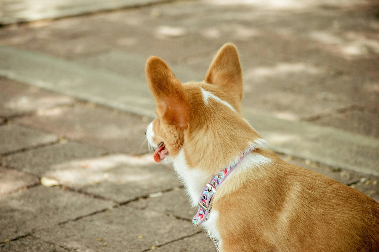 Perro. Foto Unsplash.