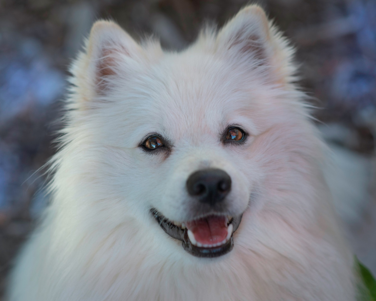 Perros, felicidad. Foto Unsplash.