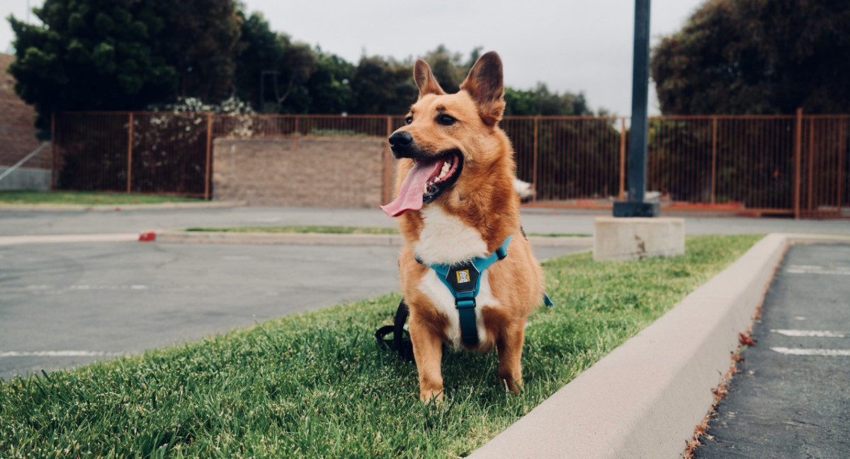 Perros, felicidad. Foto Unsplash.