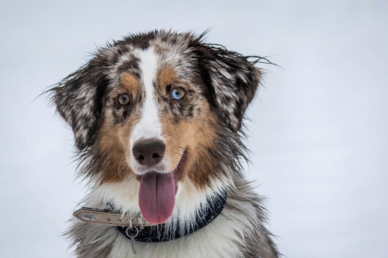 Perros; mascotas. Foto: Unsplash