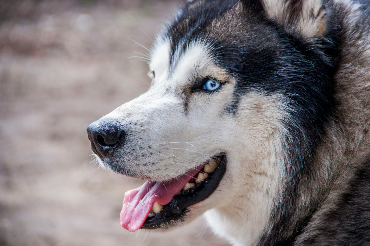 Husky. Foto: Unsplash