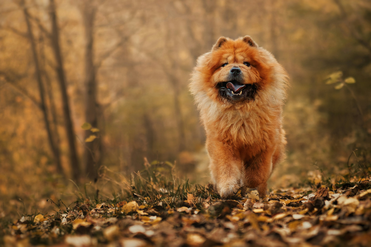 Chow Chow. Foto: Unsplash