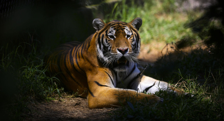 Tigre. Foto: EFE.