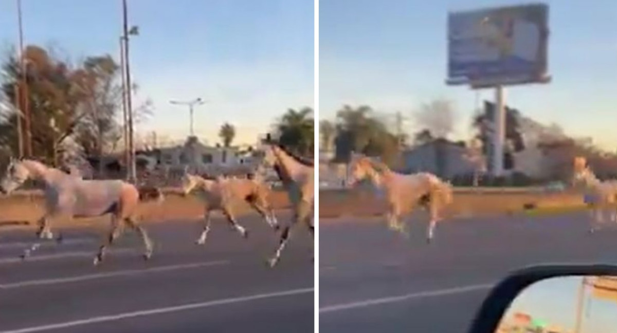 Caballos en la autopista Panamericana. Foto: captura de video.