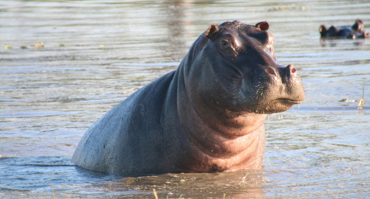 Hipopótamo. Foto: Unsplash.