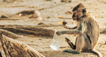 Animales, deforestación, contaminación. Foto: Unsplash