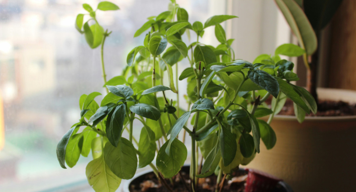 Plantas, albahaca, semillas. Foto: Unsplash