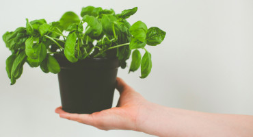 Plantas, albahaca, semillas. Foto: Unsplash