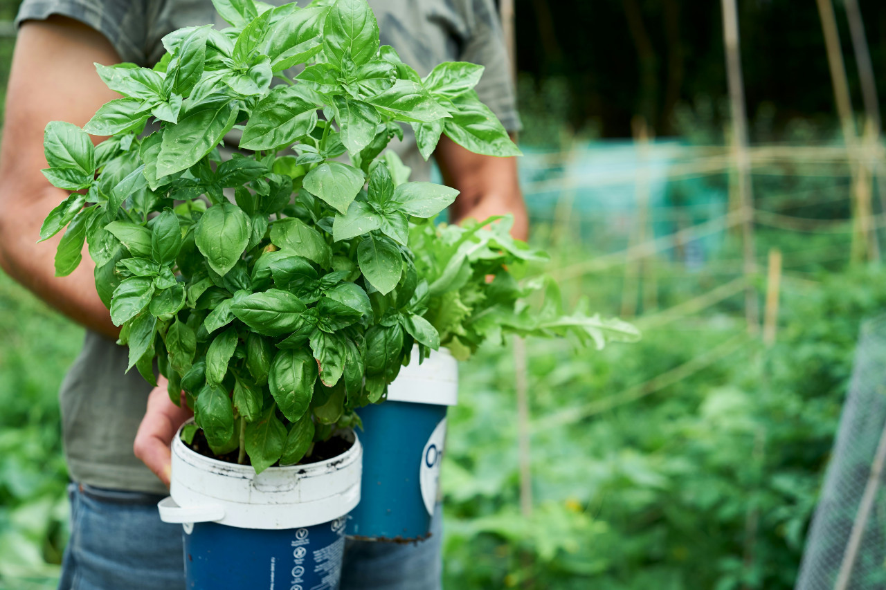 Plantas, albahaca, semillas. Foto: Unsplash