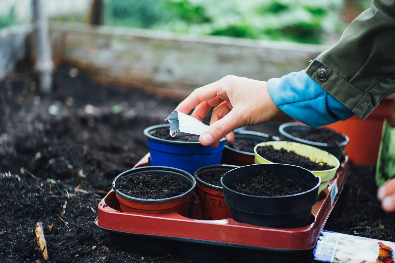 Plantas, naturaleza, decoración. Foto: Unsplash