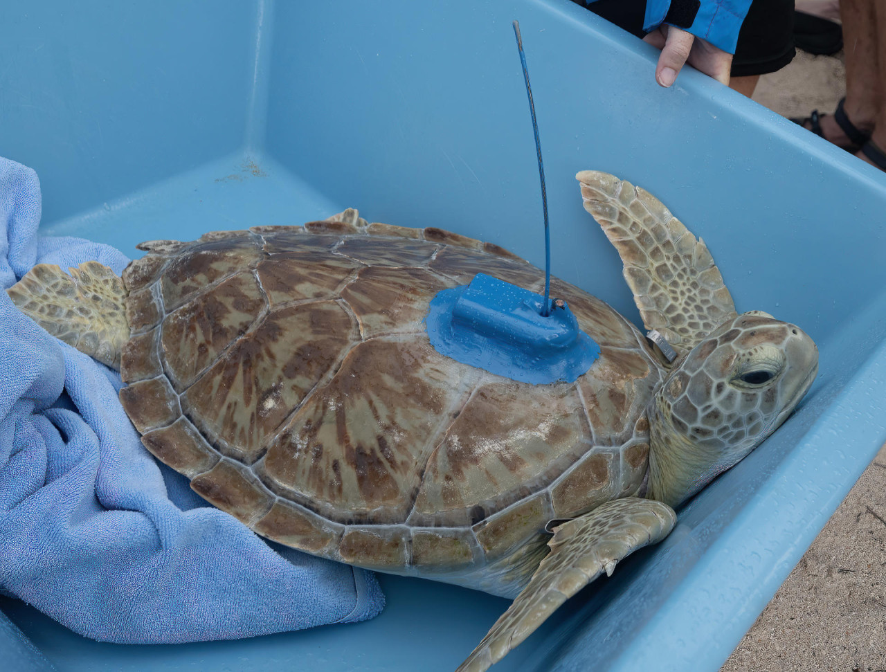 Liberan en los Cayos de Florida a una rehabilitada tortuga marina. Foto: EFE.