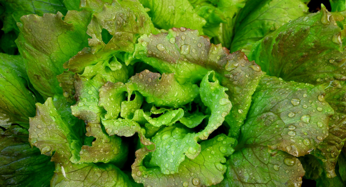 Lechuga, verduras. Foto: Unsplash