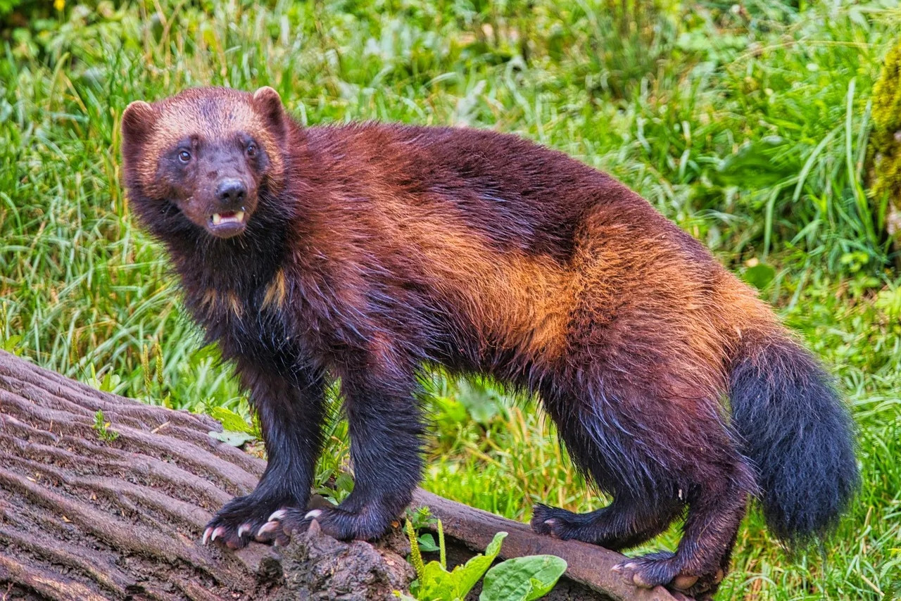 El Glotón, animal que inspiró a Wolverine. Fuente: Captura