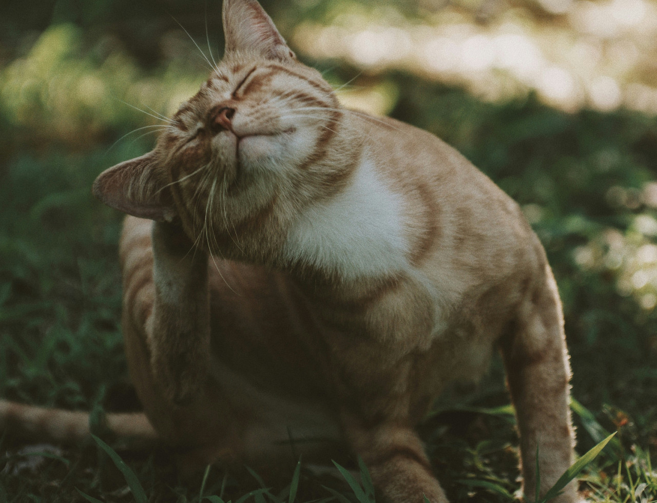 Gatos, mascotas. Foto: Unsplash