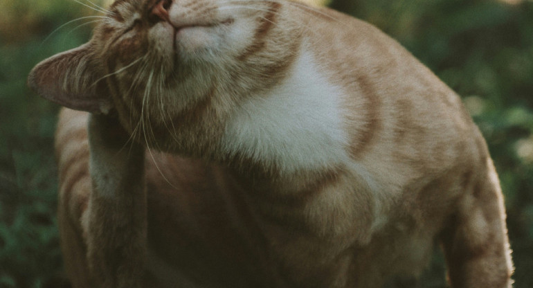 Gatos, mascotas. Foto: Unsplash