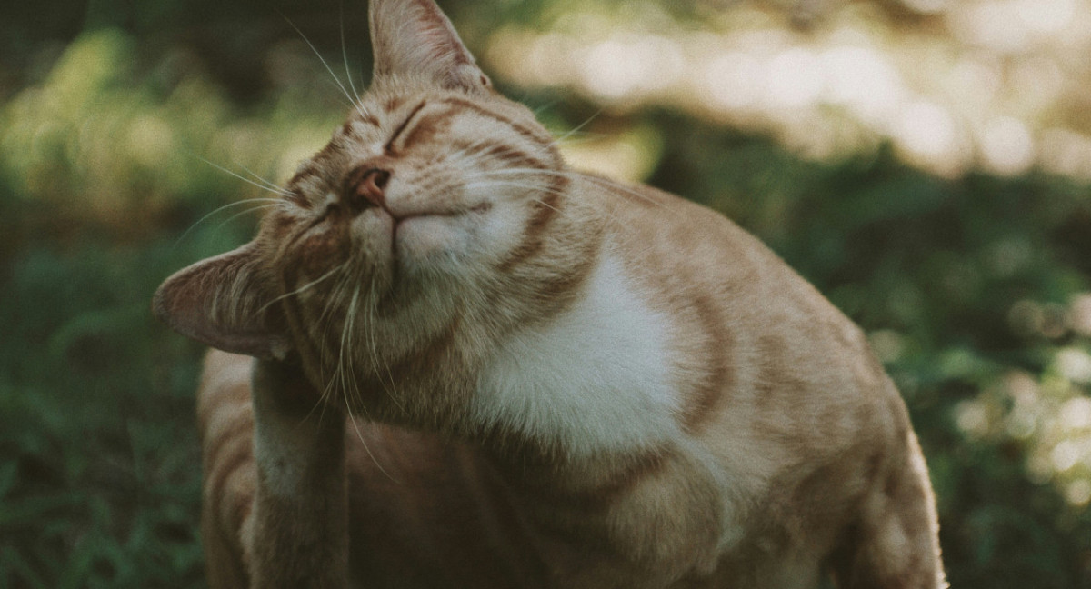 Gatos, mascotas. Foto: Unsplash