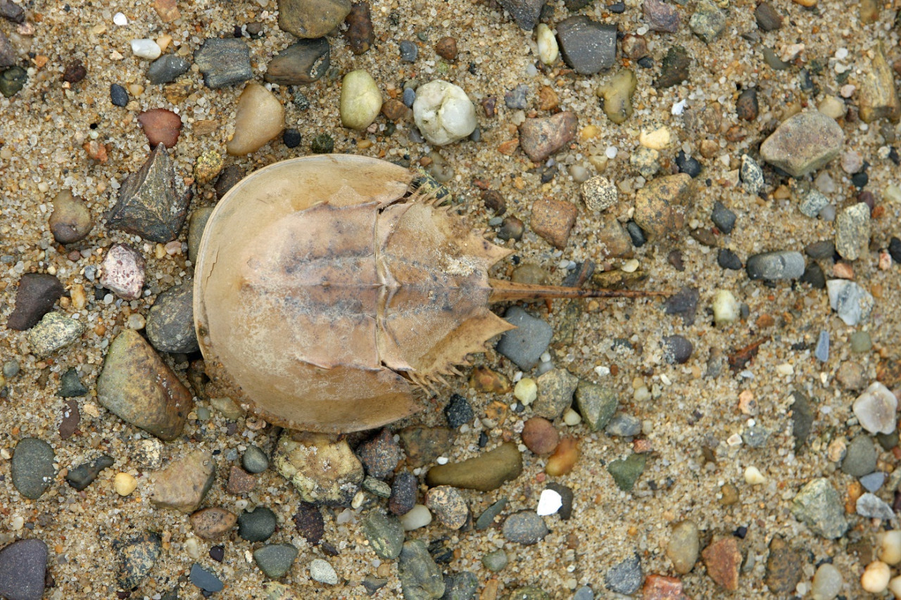 Cangrejo herradura del Atlántico. Foto: Unsplash