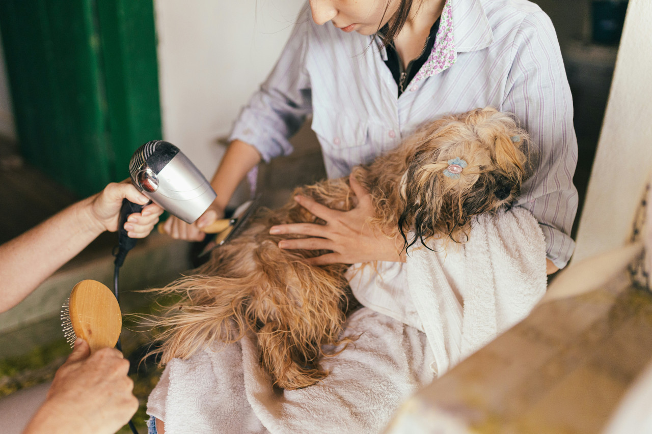 Perros, animales, mascotas. Foto: Unsplash