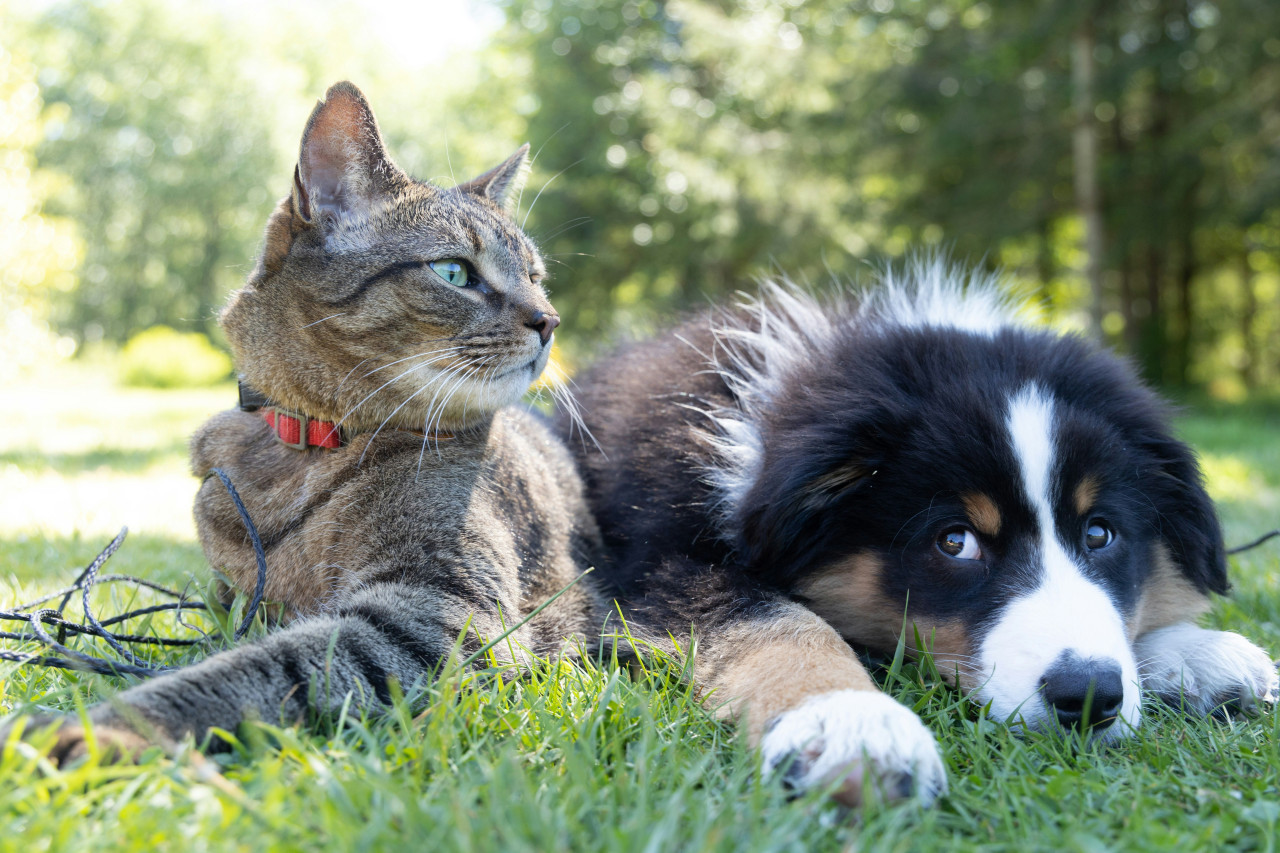 Perros y gatos. Foto: Unsplash