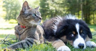 Perros y gatos. Foto: Unsplash